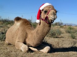 Christmas Camel Meme Template