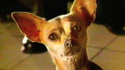 Taco Bell Chihuahua Meme Template