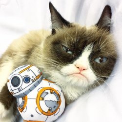 Grumpy Cat Star Wars Meme Template