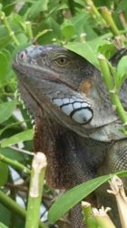 Iguana  Meme Template