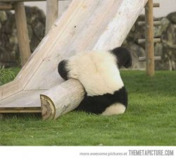 Upside down panda  Meme Template
