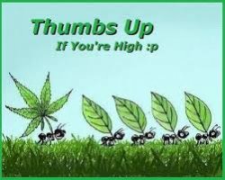 ants marijuana Meme Template