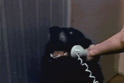 dog telephone Meme Template