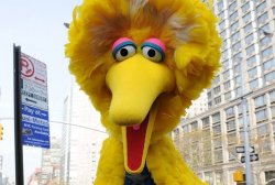 Bewildered Big Bird Meme Template