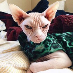 grumpy naked cat Meme Template