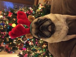 Pugchristmas Meme Template