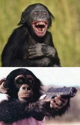 Monkeys Meme Template