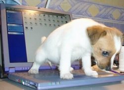 puppy pee laptop Meme Template