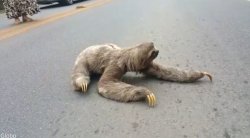 sloth on road Meme Template