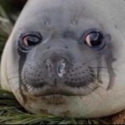Crying seal  Meme Template