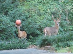 basketball deer Meme Template