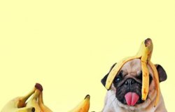 Banana pug Meme Template
