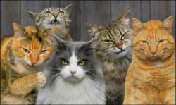 Gangster Cats Meme Template