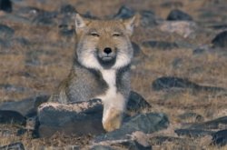 Tibetan Sand Fox Meme Template