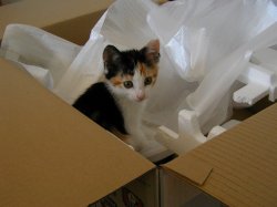Cat Kitten Box Meme Template