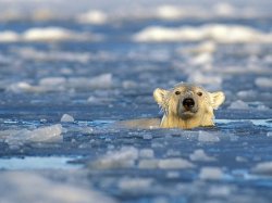 Polar Bear Swim Meme Template