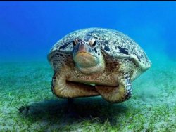 Neutral buoyancy turtle Meme Template
