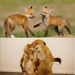 Party Fox Meme Template