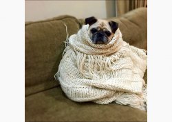 Pug in a Blanket Meme Template