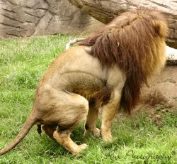 Lion pooping Meme Template