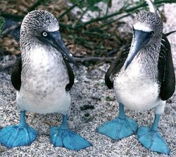 Blue Footed Boobies Meme Template