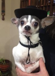 Dapper Chihuahua Meme Template