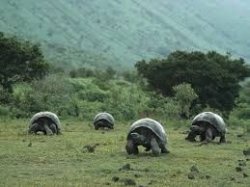 Tortoise race Meme Template