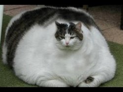 Fat Cat Meme Template