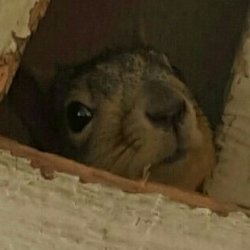 Squirrel in attic Meme Template