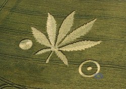 Marijuana Crop Circle Meme Template