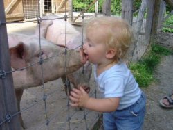 kid kissing pig  Meme Template