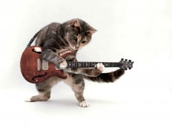 Guitar cat Meme Template