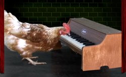 Piano Playing Chicken Meme Template