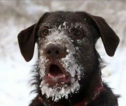 Snow Face Dog Meme Template