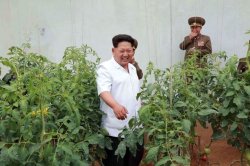 Kim Jong Un Weed Meme Template