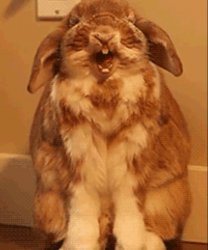 Happy bunny Meme Template