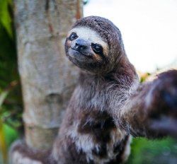 sloth selfie Meme Template