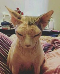 extra grumpy bald cat Meme Template