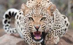 A Leopard Can't Change It's Spots Meme Template