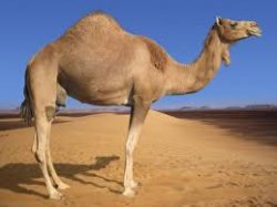 Camel hump day Meme Template