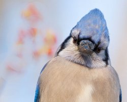 Blue jay Meme Template