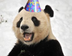 Birthday Panda Meme Template