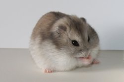 I have my hunches hamster Meme Template