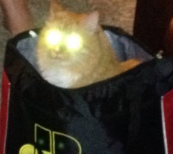 Laser Cat Meme Template