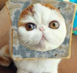 Moldy Bread Cat Meme Template