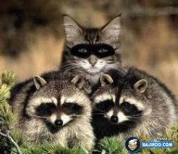 Cat Raccoon Meme Template