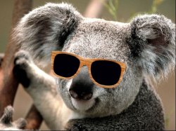 Koala Sunglasses Meme Template