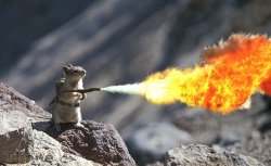 Squirrel With Flamethrower Meme Template