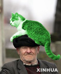 Cat on a Hat Meme Template