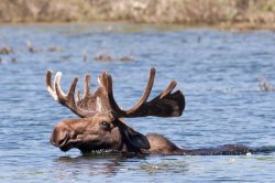 Swimming Moose Meme Template